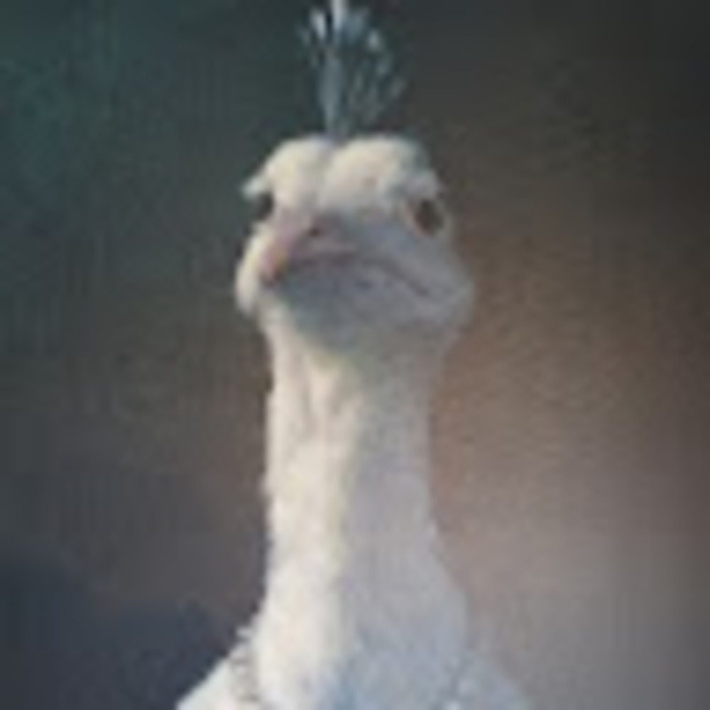 Meet your Posher, Tama